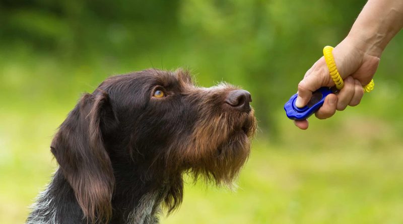Unleash Your Dog's Potential: Advanced Training Strategies for Peak Performance
